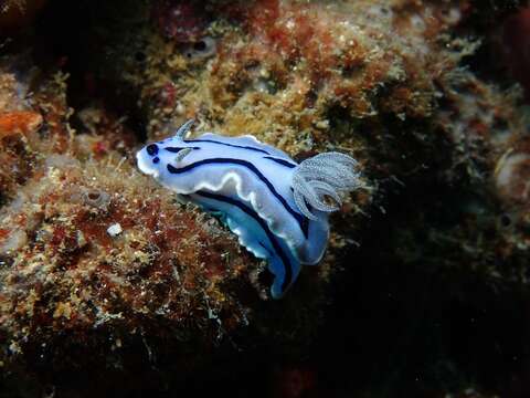 Image of Wallans grey and black slug