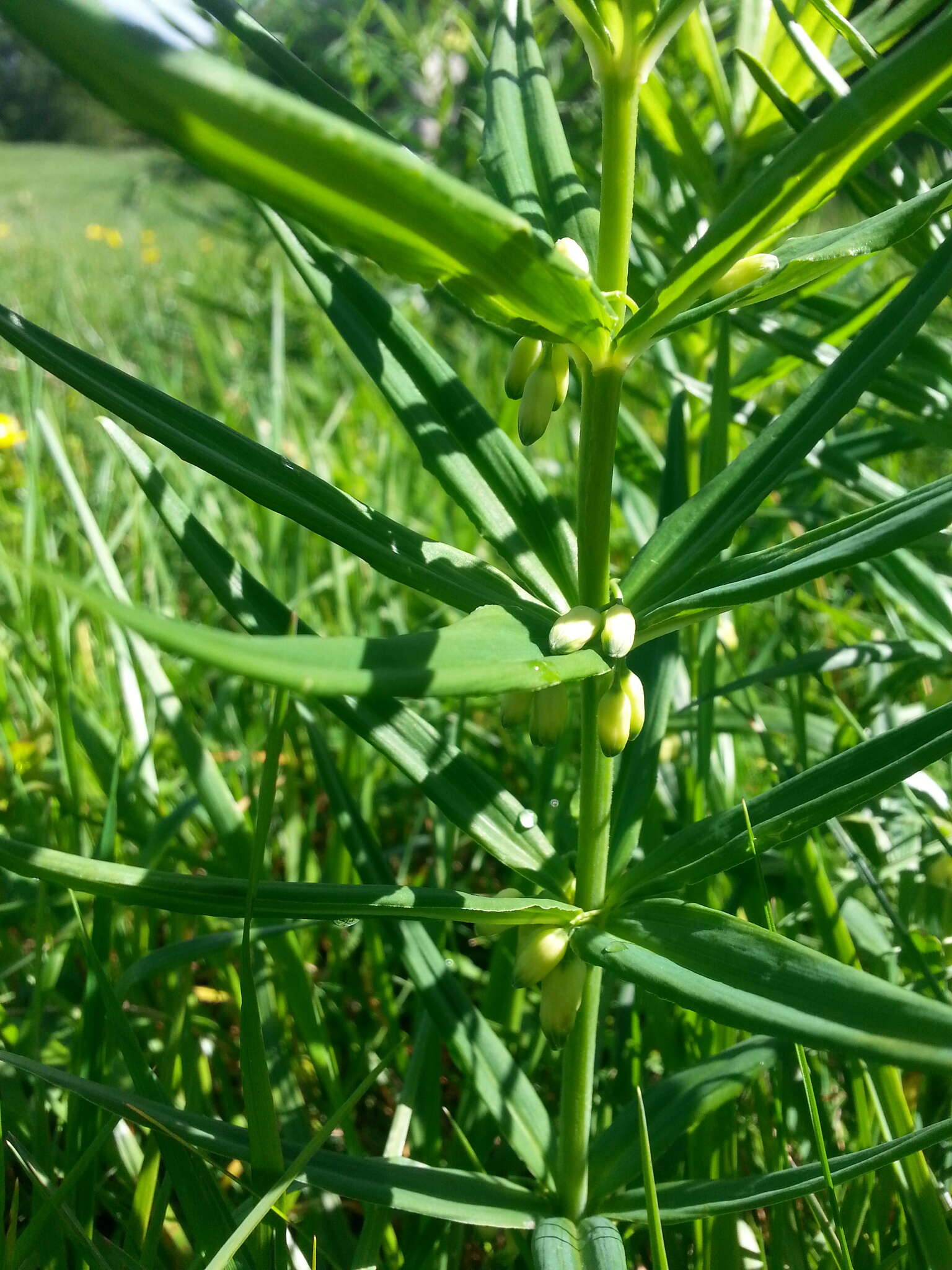 Слика од Polygonatum verticillatum (L.) All.