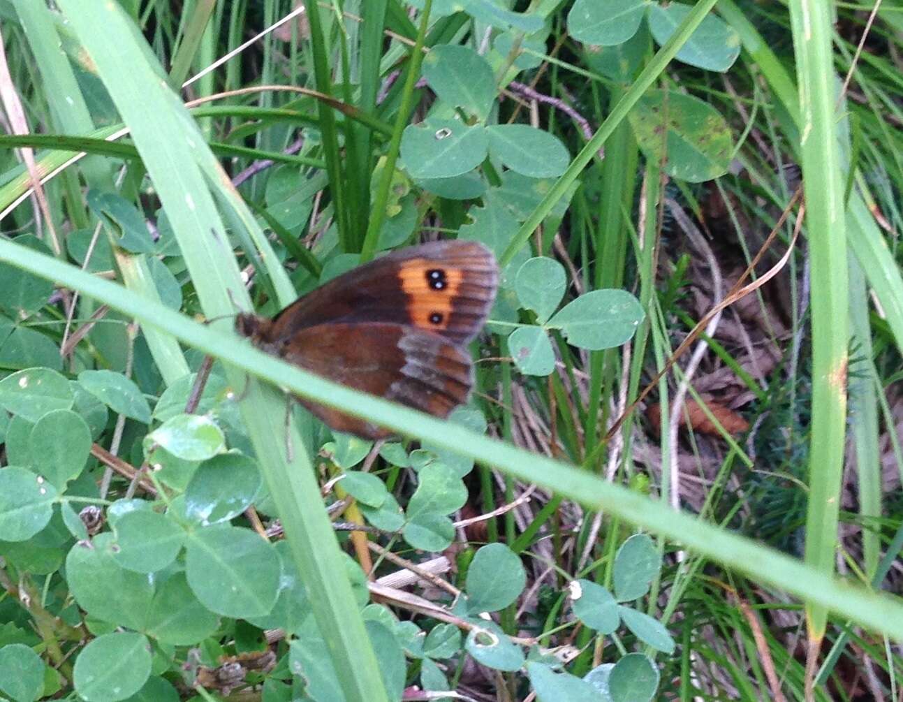 Image of scotch argus