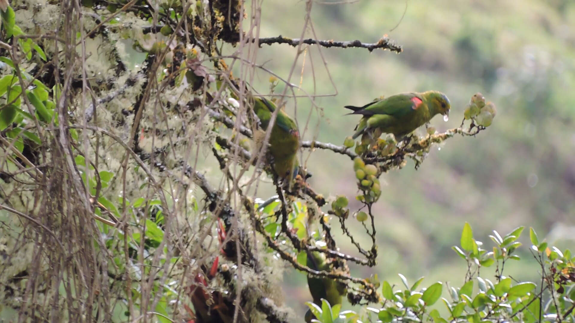 Image of Fuertes's Parrot