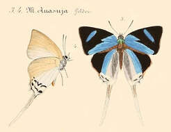 Image of Jacoona anasuja (Felder & Felder 1865)