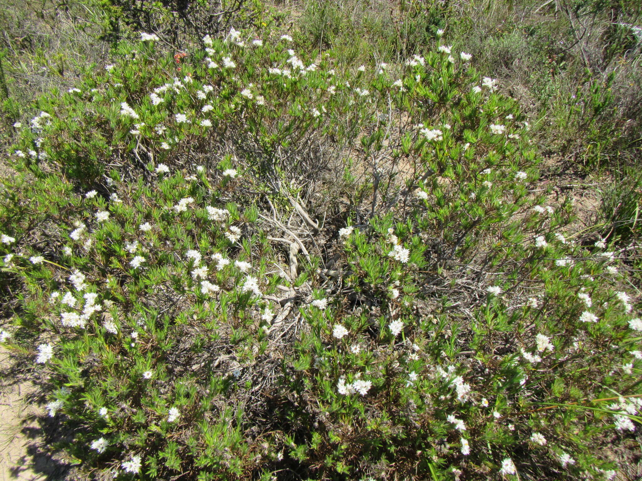 Image of Achyranthemum striatum