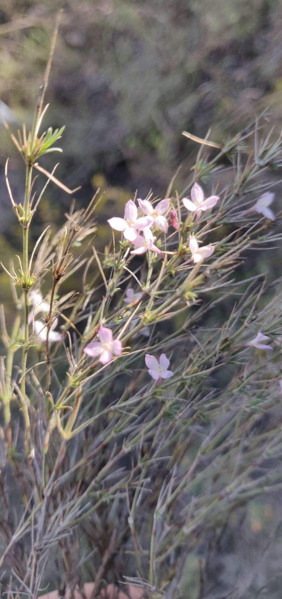 Sivun Houstonia acerosa var. acerosa kuva