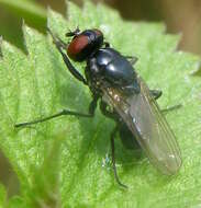 Image of Hydrotaea diabolus (Harris 1780)