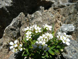 Plancia ëd Cardamine resedifolia L.