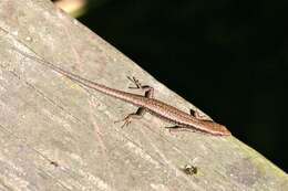 Image of Southern Grass Skink