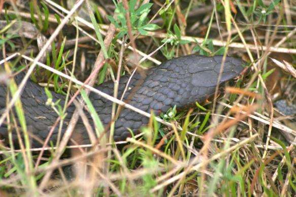 Image of Lowland copperhead