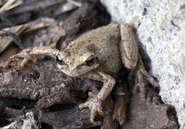 Image of Brown Tree Frog