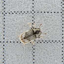 Image of Eastern Ash Bark Beetle