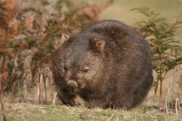 Image of Bare-nosed Wombats