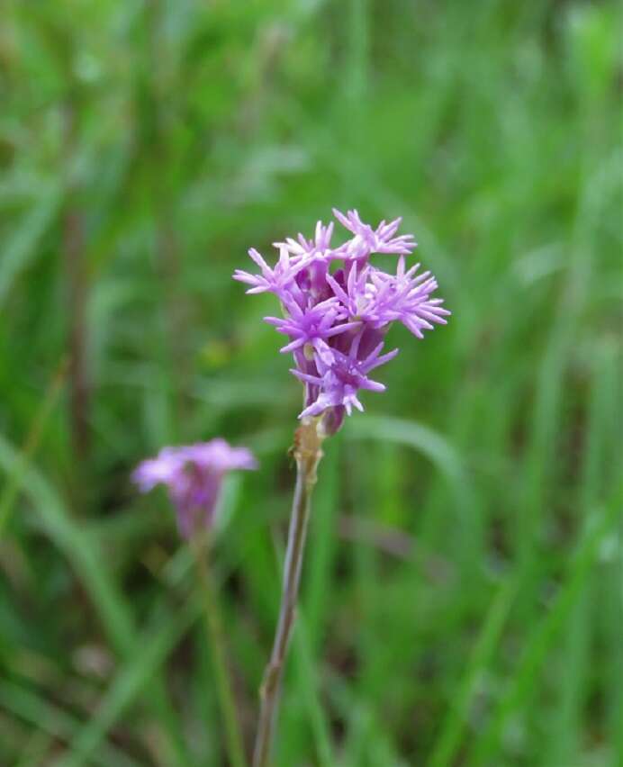 Image of Few-flowered Milkwort