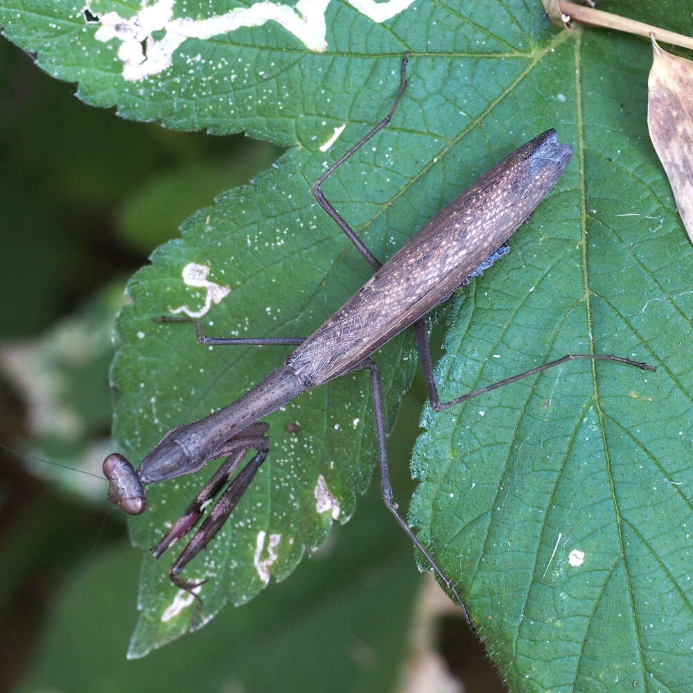 Image of Statilia maculata maculata Thunberg 1784