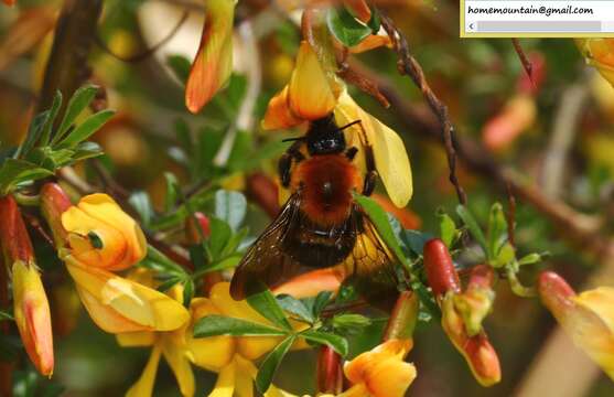 Image of Bombus longipes Friese 1905