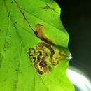 Sivun Stigmella hemargyrella (Kollar 1832) Gerasimov 1952 kuva