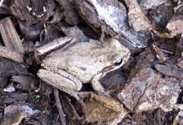 Image of Brown Tree Frog