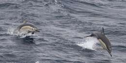 Image of Atlantic Dolphin