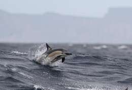 Image of Atlantic Dolphin