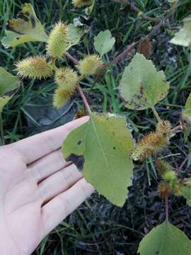 Image of Xanthium strumarium subsp. strumarium