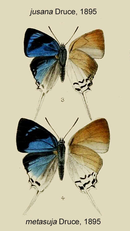Image of Jacoona anasuja (Felder & Felder 1865)