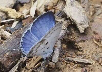 Imagem de Thermoniphas albocaerulea Stempffer 1956