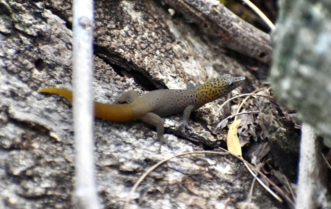 Sphaerodactylus dimorphicus Fong & Diaz 2004 resmi