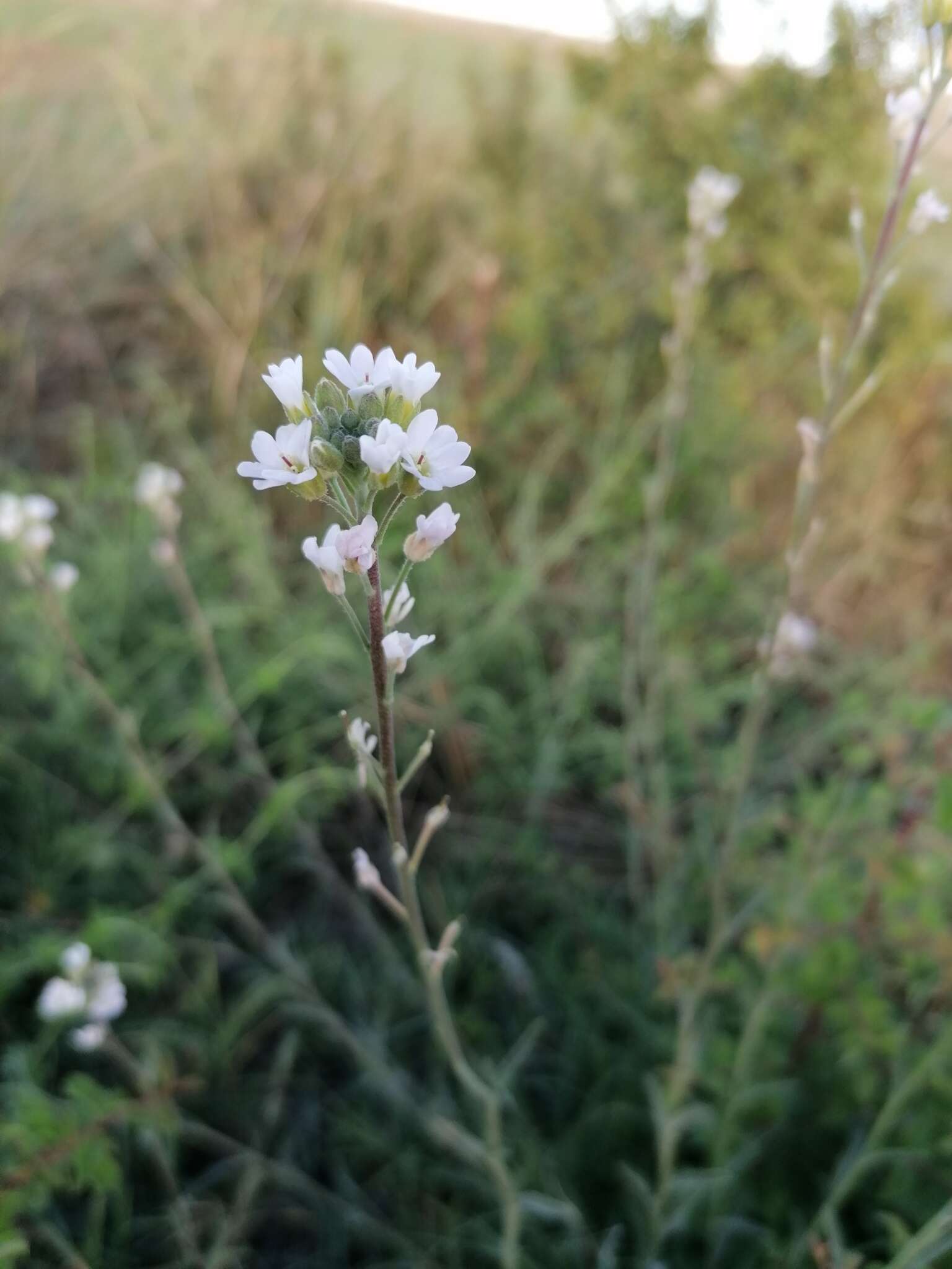 Image of Berteroa obliqua (Sm.) DC.