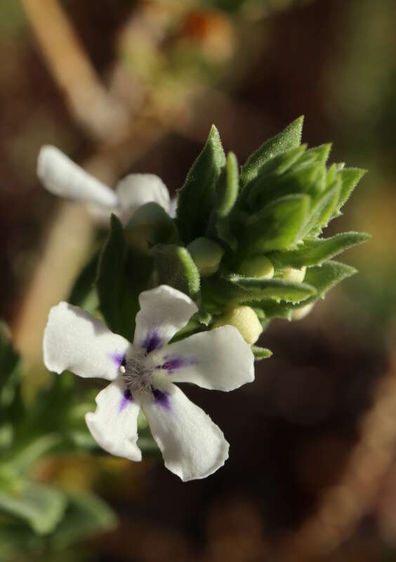 Plancia ëd Oftia africana (L.) Bocq. ex Baill.