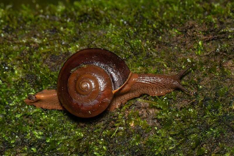 Image of Hemiplecta humphreysiana (I. Lea 1841)