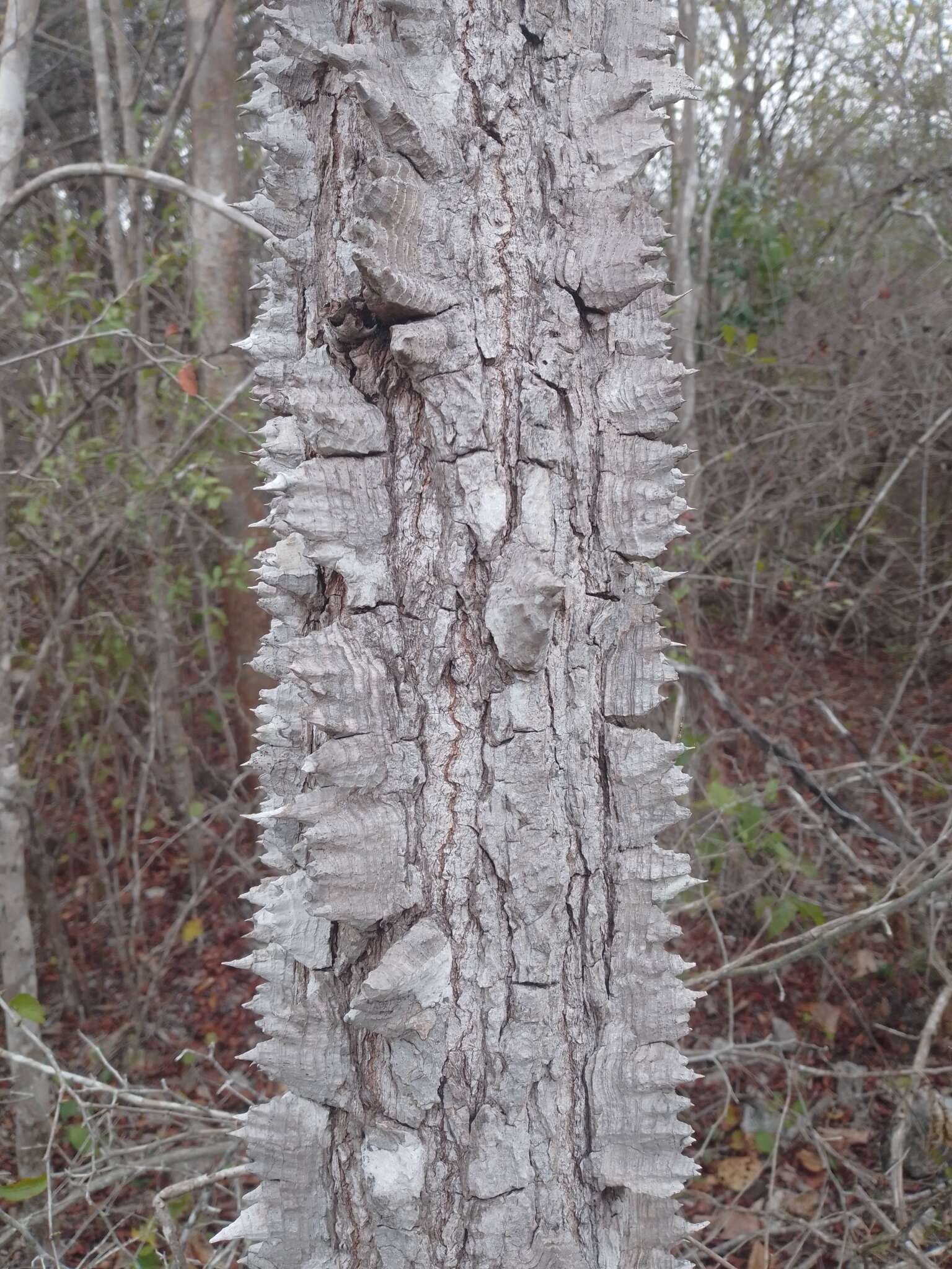 Image of Ceiba schottii Britten & E. G. Baker