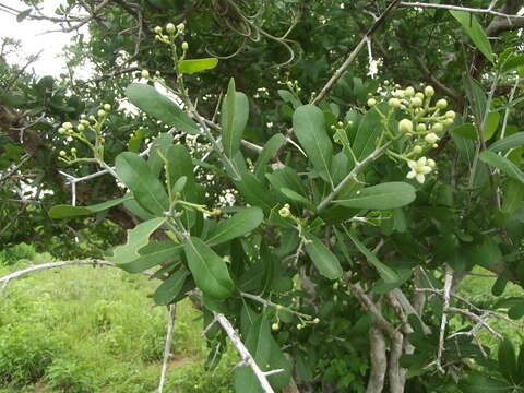 Esenbeckia hartmanii Robins. & Fernald的圖片