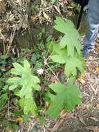 Image of tetrapanax