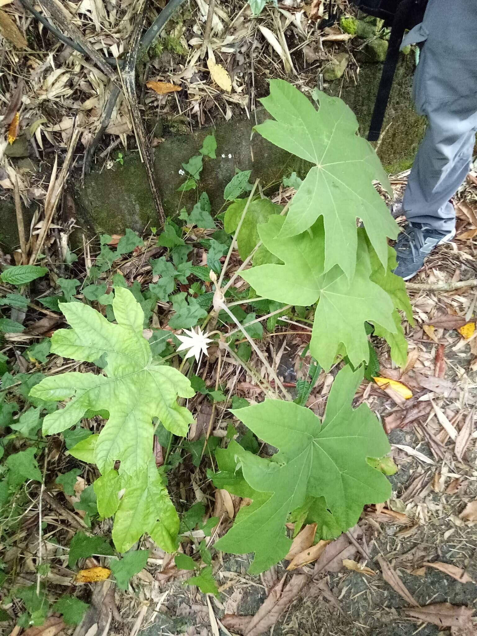 Image of tetrapanax