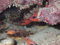 Image of Barred Cardinalfish