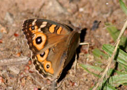 Image of Meadow Argus