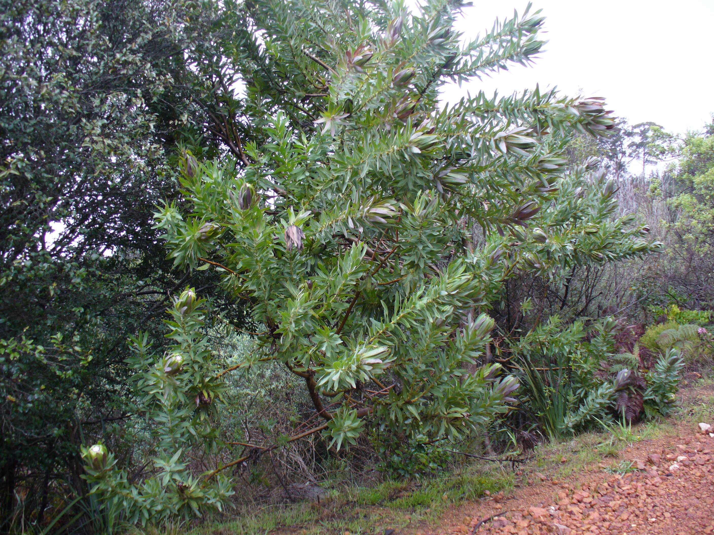 Plancia ëd Protea coronata Lam.