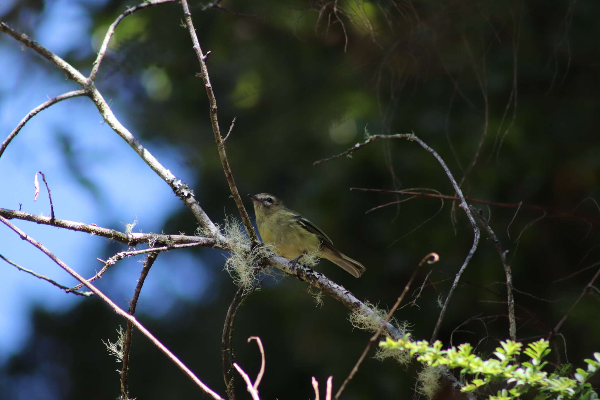 Image of Yellow-winged Vireo