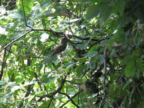 Image of White-winged Becard