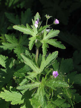 Image of fanleaf geranium