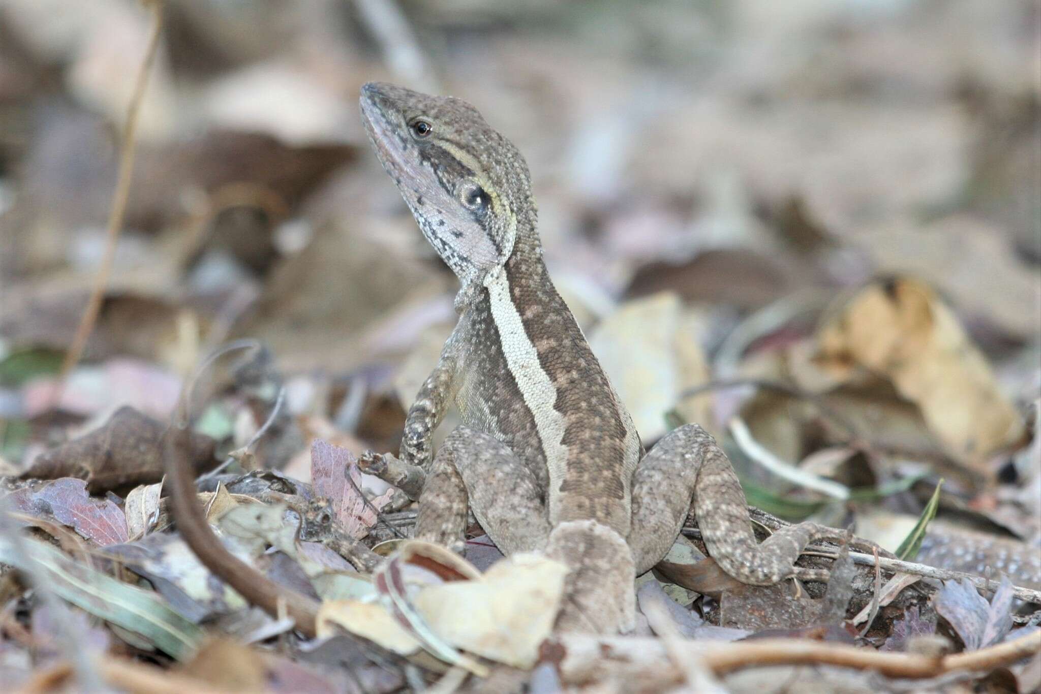 Image of Lophognathus horneri Melville, Ritchie, Chapple, Glor & Schulte 2018