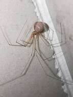 Image of Cellar spider