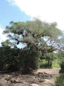 Image of acacia