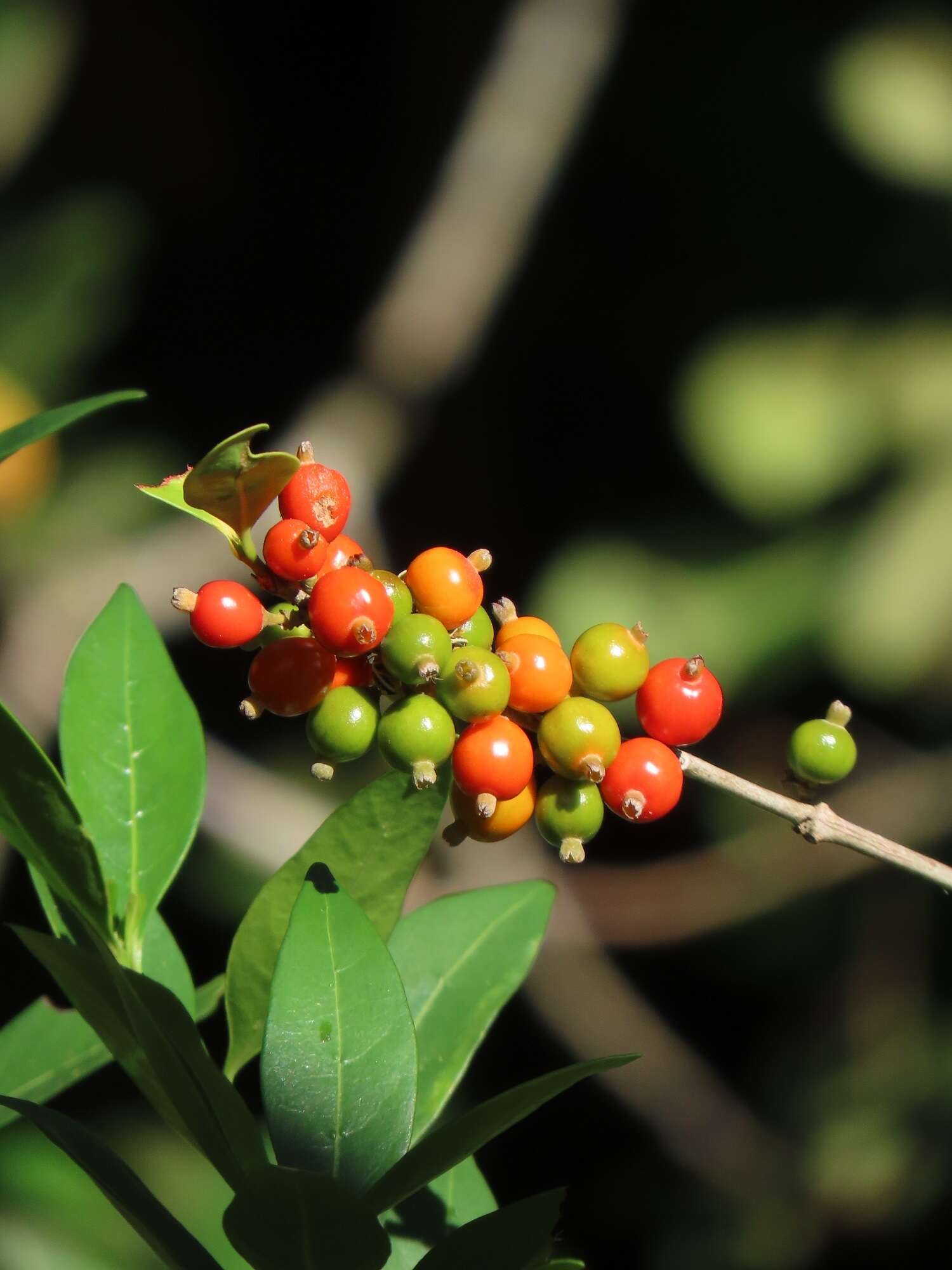 Tricalysia delagoensis Schinz resmi