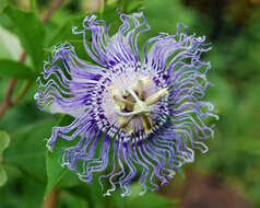 Image of Maypop