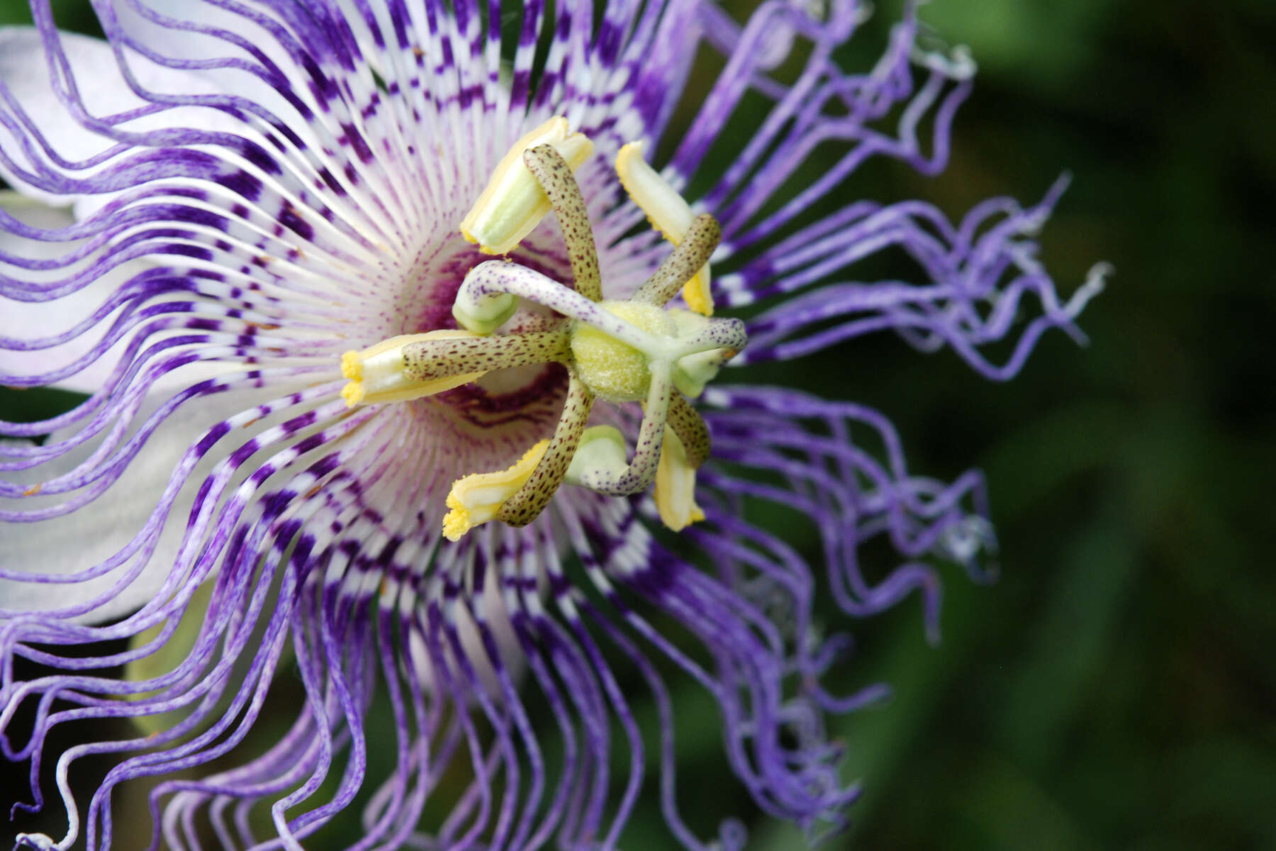 Plancia ëd Passiflora incarnata L.