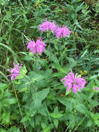 Image of wild bergamot