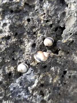 Image of eroded periwinkle