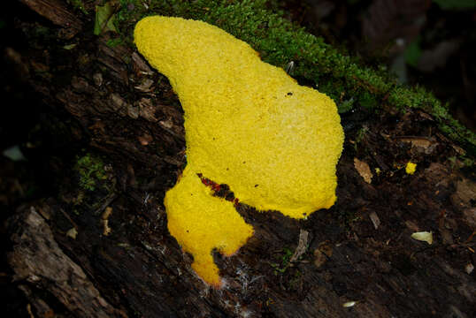 Image of Dog vomit slime mold