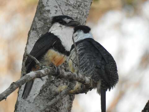 Image of Buff-bellied Puffbird