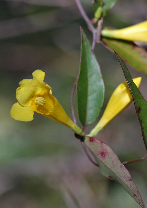 Image of evening trumpetflower