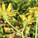 Image of Senecio pinnatifolius var. lanceolatus (Benth.) I. Thomps.